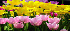 歐洲冬令營(yíng)帶你去游學(xué)“鮮花之國(guó)”荷蘭