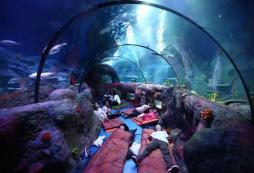 2024杭州游學(xué)冬令營帶你夜宿海洋館！