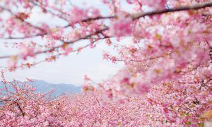 櫻花.jpg