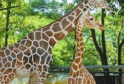 深圳野生動(dòng)物園