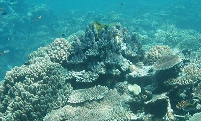 澳洲游學(xué)帶你深入了解大堡礁