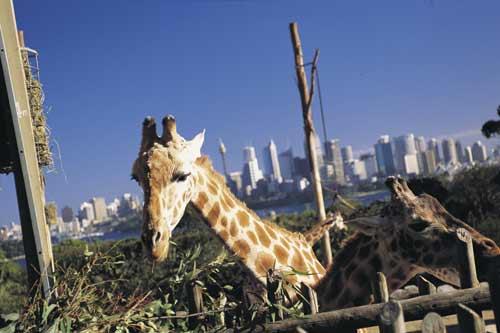 位于mosman的塔隆加動物園 位于mosman的塔隆加動物園