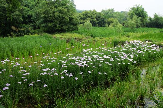 武漢植物園風(fēng)光(圖:酷一點(diǎn)兒) 武漢植物園風(fēng)光(圖:酷一點(diǎn)兒)